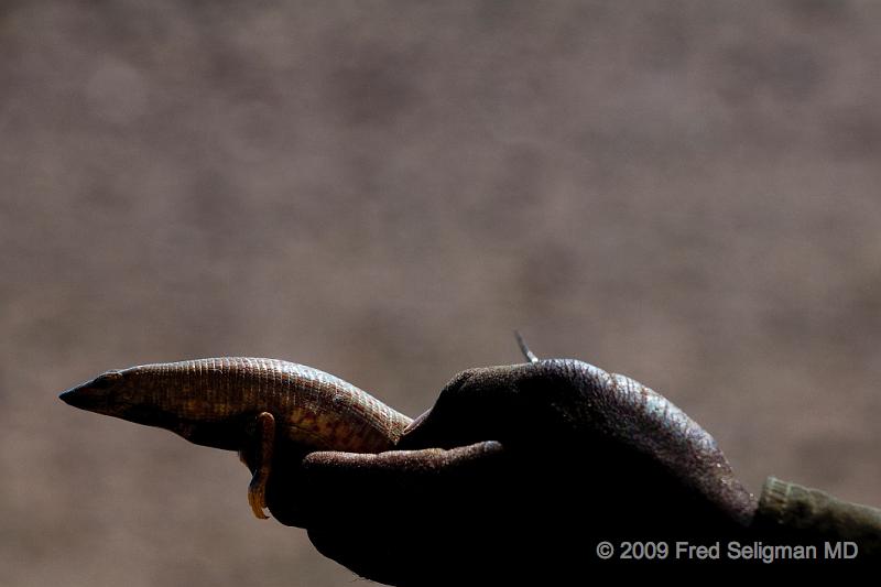 20090605_120733 D300 X1.jpg - This critter needs a name.  Seen in the Skeleton Coast of Namibia